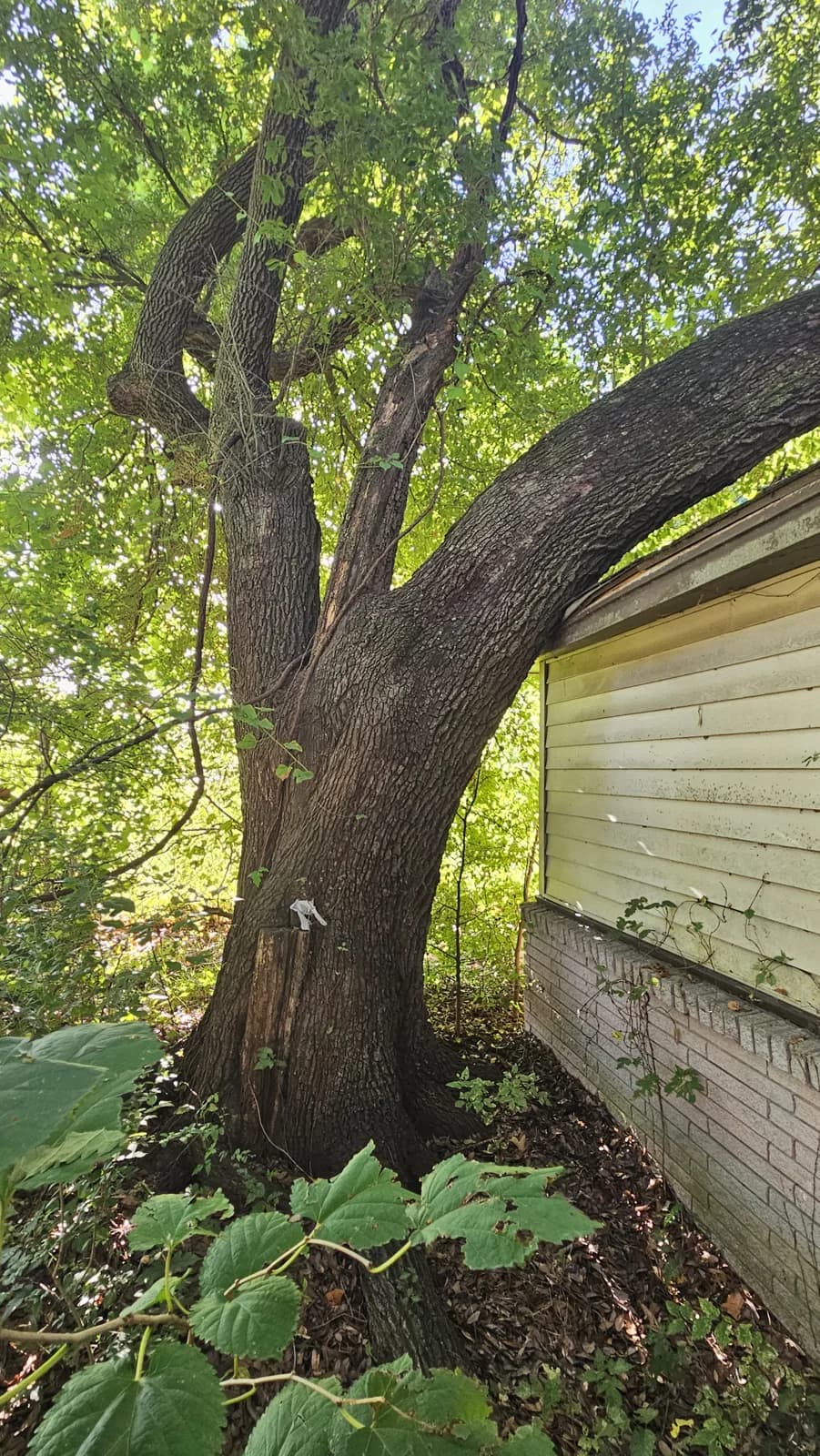 Tree resting against the roof edge of a Baytown home before storm damage repairs